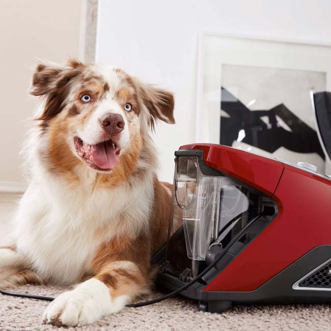 Stofzuiger zonder zak zonder dierenharen - hond zit naast de stofzuiger